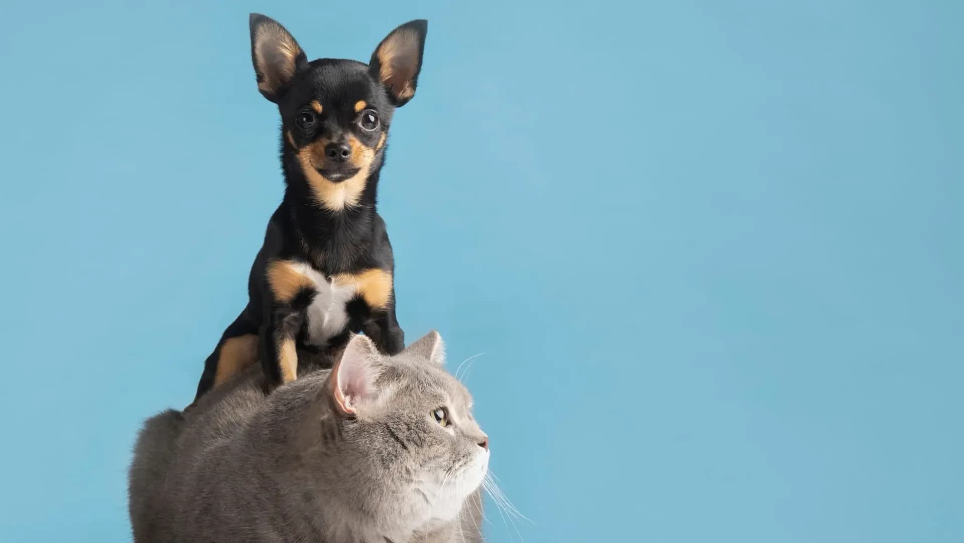 Un perro y un gato juntos