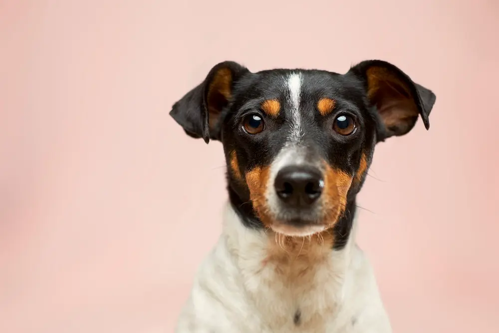 Un perro pequeño